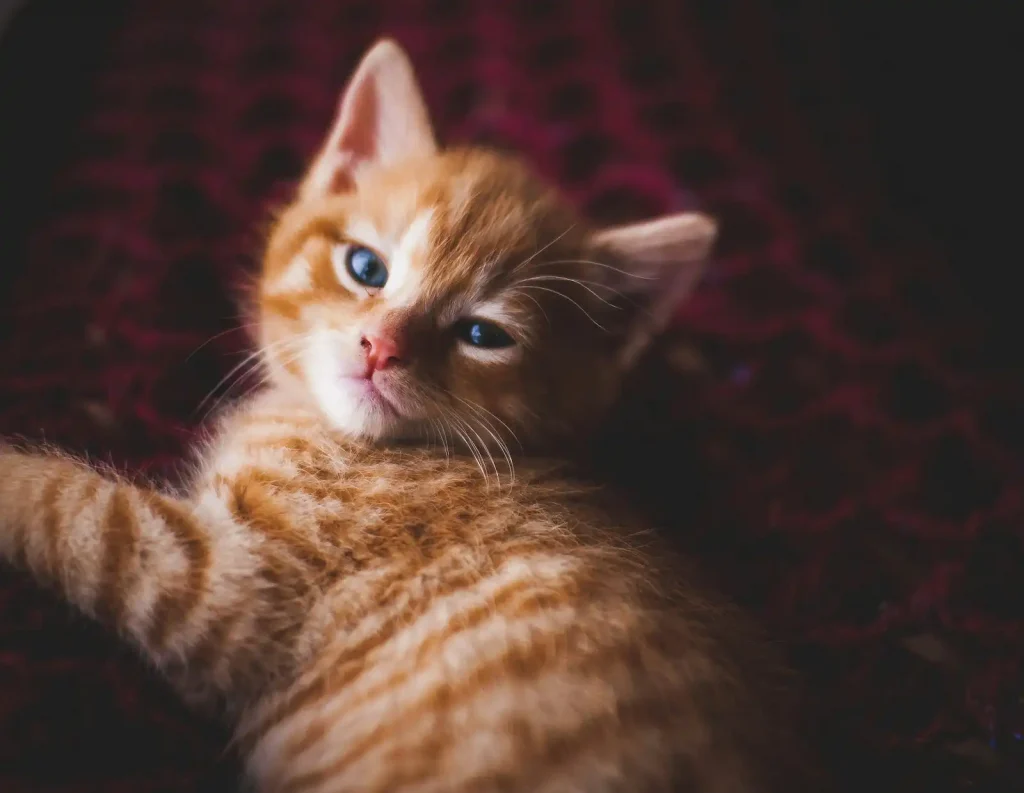 This image shows an orange tabby kitten.